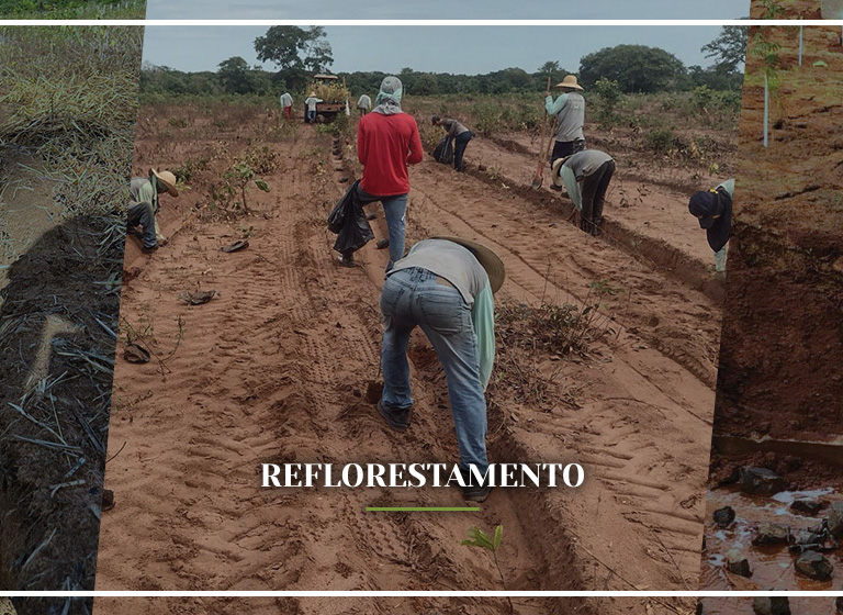 reflorestamento